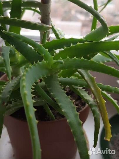Алоэ лечебный большого размера с горшком