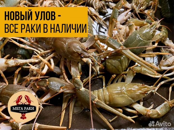 Живые раки. 4 вида варки. Доставка