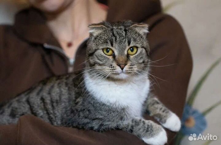 Ласковая вислоушка Глэдис в поисках дома