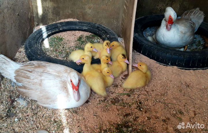 Утята белой мускусной утки на племя, индоутка