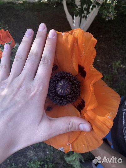 Мак красный