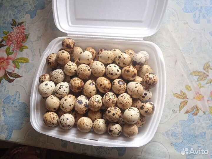 Инкубационное яйцо перепелов