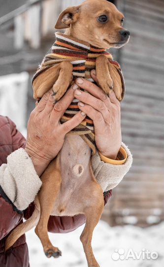 Кастрированный кобелёк