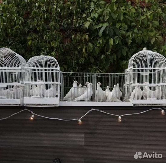 Белые голуби