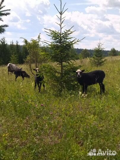 Мясо баранина