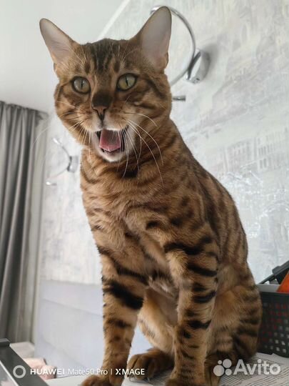 Бенгальский кот вязка
