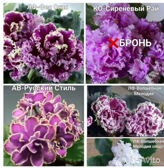 Фиалка (детки)