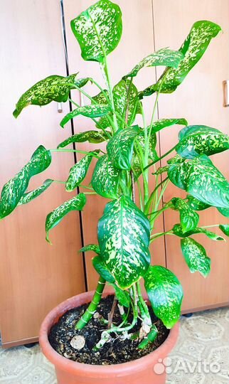 Диффенбахия