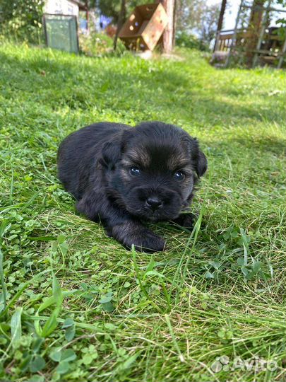 Маленькая собака