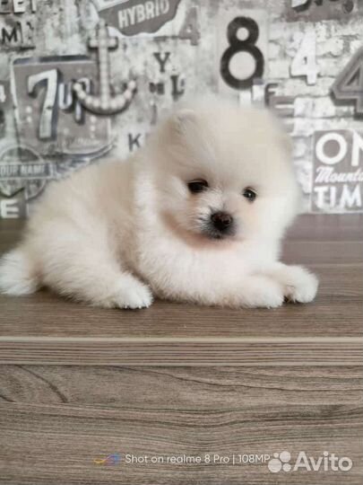 Померанский шпиц медвежьего типа