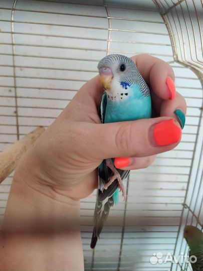 Волнистый попугай ручной