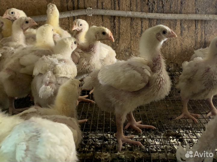 Бройлер кобб 500 и цветной бройлер