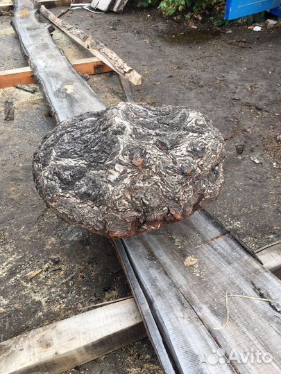 Сувель березовый