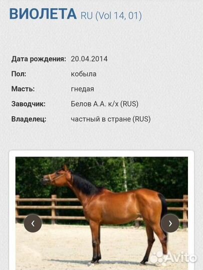 Арабский кобыла