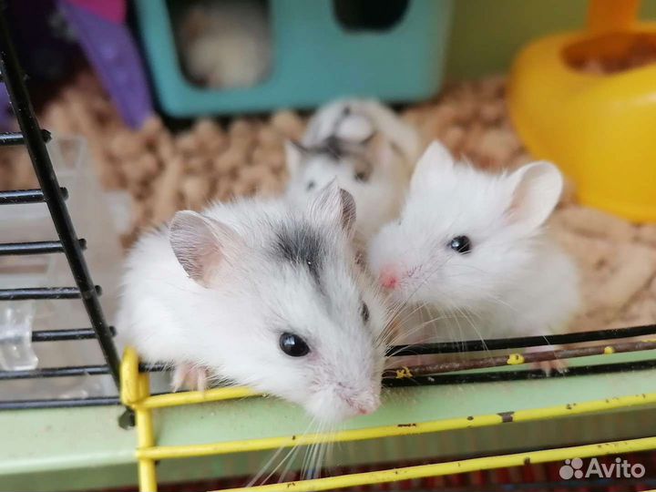 Хомяки, клетки (заводчик)