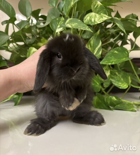 Декоративные кролики вислоухие
