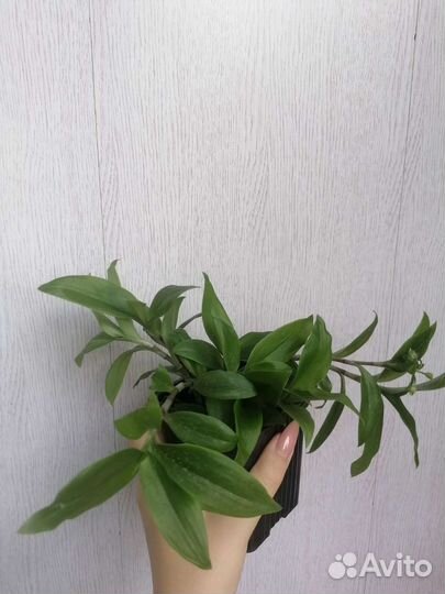 Традесканция