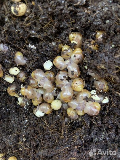 Улитки ахатины бесплатно