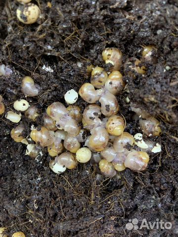 Улитки ахатины бесплатно