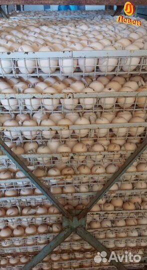 Импортное инкубационное яйцо кобб 500 росс 308