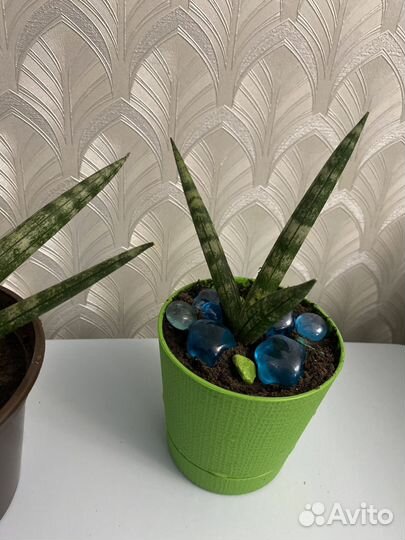 Сансевиерия бонселенсис цилиндрика