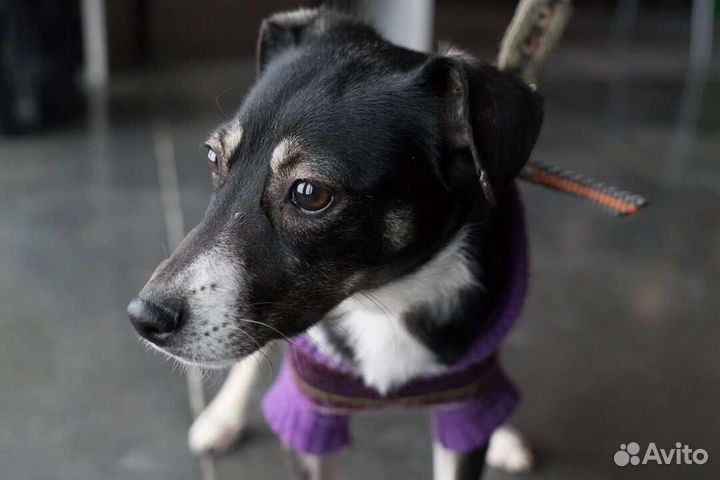 Маленькая собака Герти