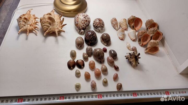 Каури, ципреи, лямбисы