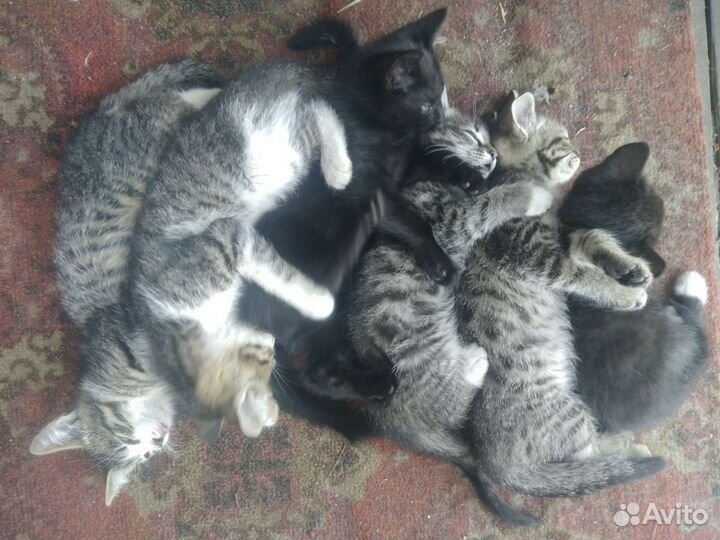Кошка в дар бесплатно