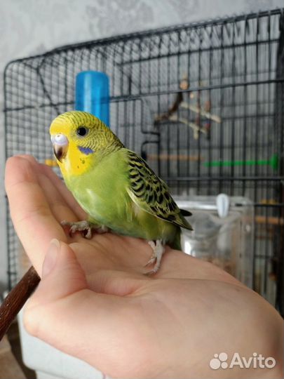 Попугаи волнистые и неразлучники малыши