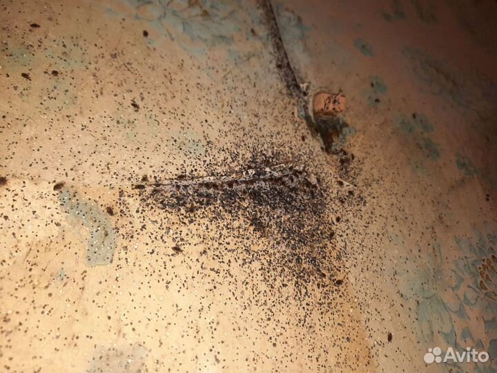 Дезинфекция Уничтожение клопов тараканов