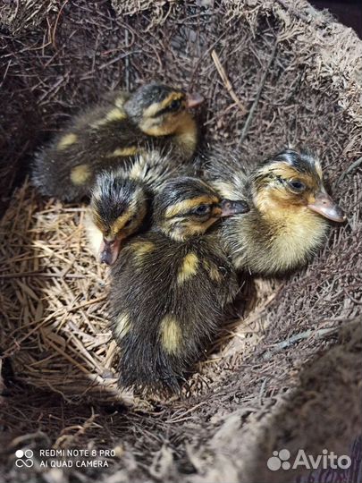 Утята индийский бегунок