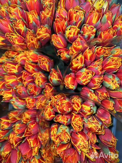 Тюльпаны к 8 марта оптом