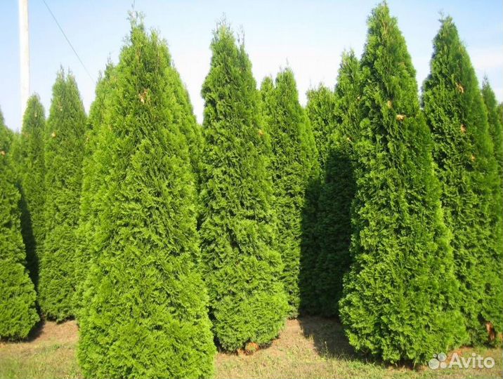 Туя вип Колумна