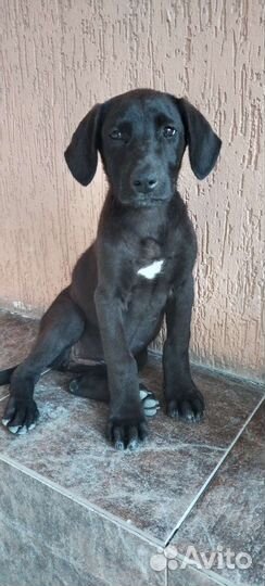 Щенок,девочка,гуляет в Олимпийском парке