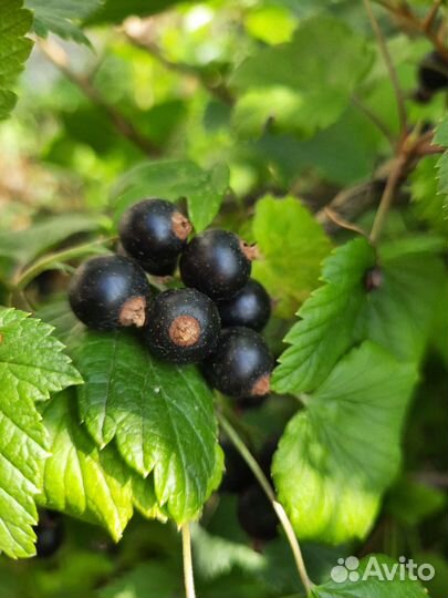 Черная смородина