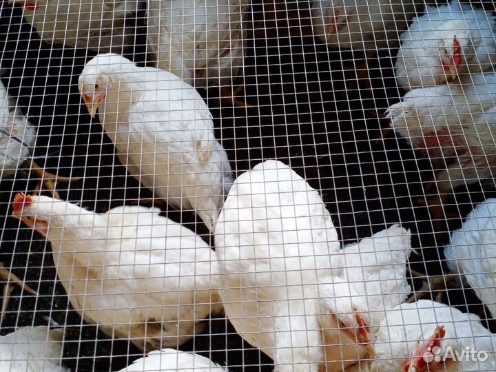 Кура Броллер