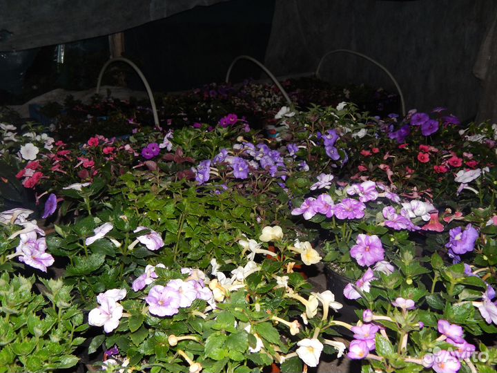 Ризомы сортовых ахименесов почтой