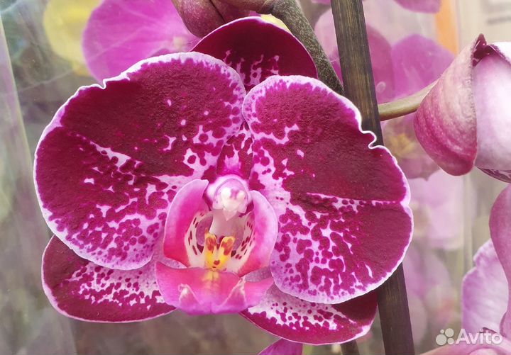 Орхидея фаленопсис Супер Бьютифул /Super Beautiful