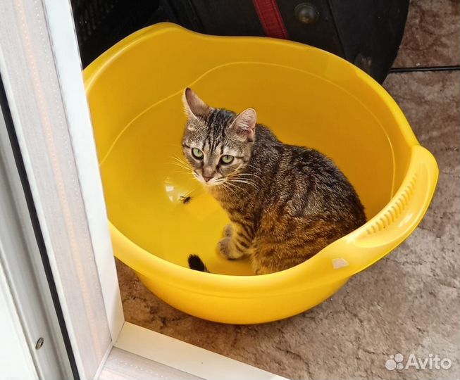 Потерялась кошка Москва