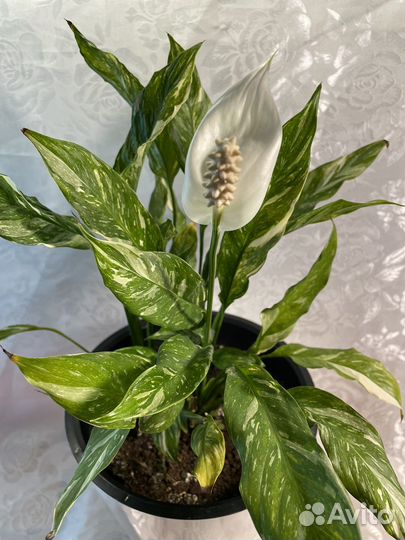 Спатифиллум Домино