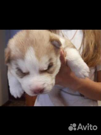 Вязка Сибирский Хаски