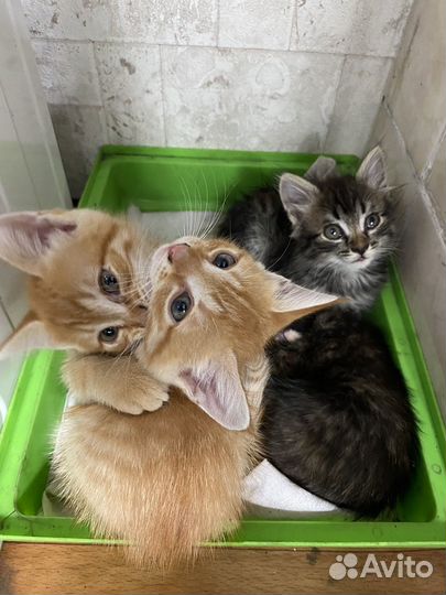 Котята