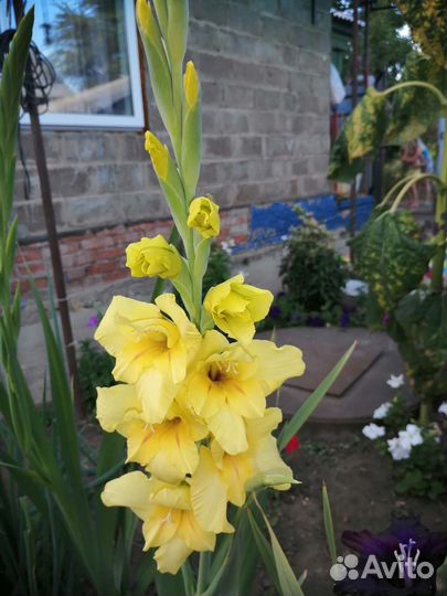 Луковицы гладиолусов