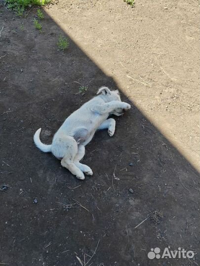 Собака в добрые руки