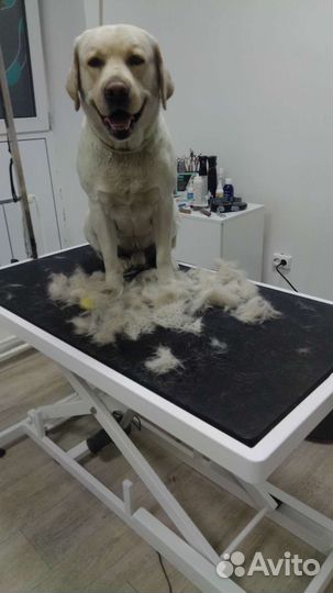 Услуги грумера