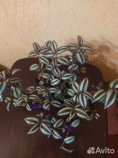 Традесканция