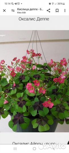 Оксалис (Кислица), Спатифилиум