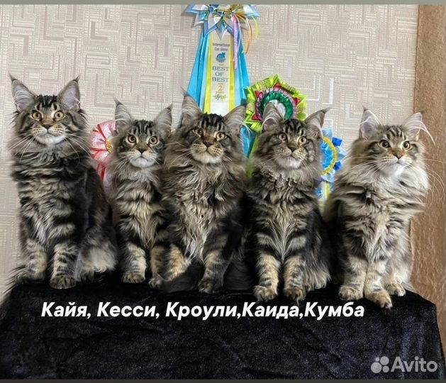 Котята мейн-кун