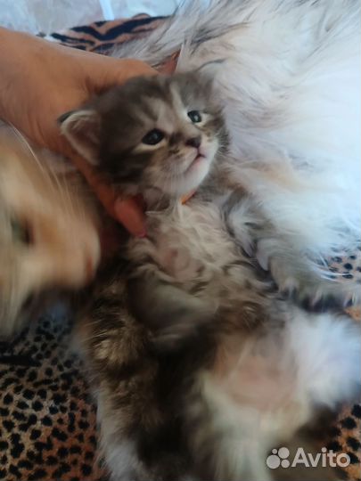 Мейн-кун вязка, котята