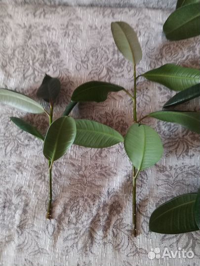 Фикус каучуконосный